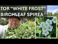 All about our white frost tor birchleaf spirea coto de caza spiraea betulifolia