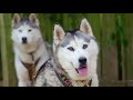 Vickie Pullin - The Quest to be Champion - Sled Dog Racing