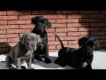 CACHORROS DE CANE CORSO 3 MESES