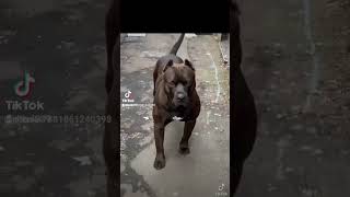 ROTTWEILER VS XL BULLY,PITBULL,DOBERMAN WOLF DOG (MOST DANGEROUS DOG)