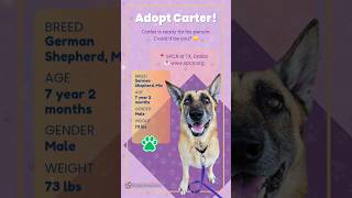 Meet Carter - Available for Adoption at SPCAofTX