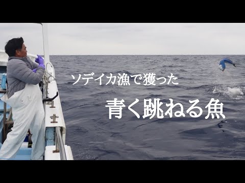 ソデイカ漁 ５日間の操業の様子 ソデイカ漁の間にシイラが船に寄ってきたので釣りあげるまで Youtube