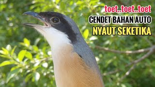 toet toet suara cendet gacor PAGI SIANG SORE sangat efektif buat Pancingan cendet diam agr cpt bunyi