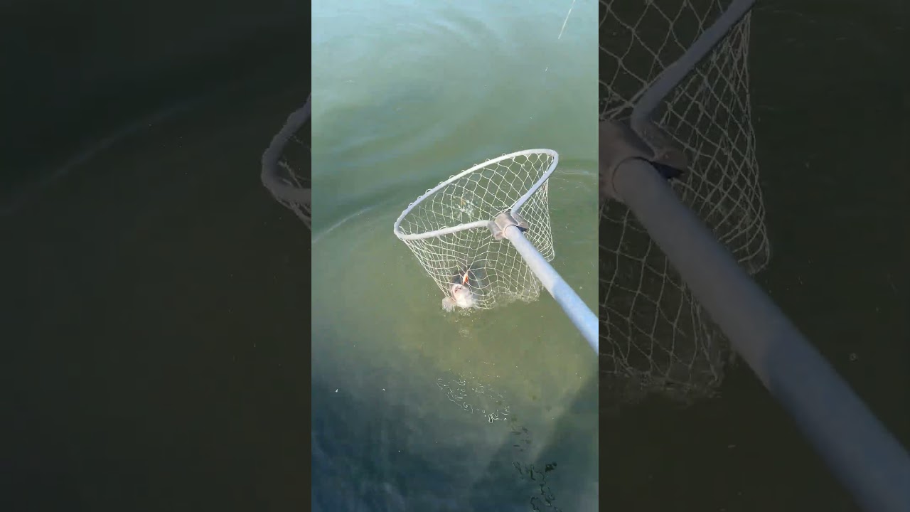 Рыбные пруды . Радужная форель 