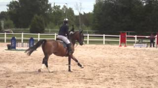 Signum CK, Champion of the Youngsters 2013