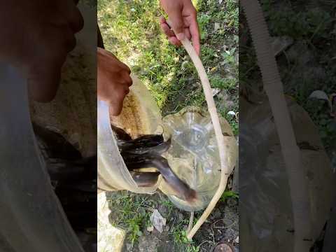 Akhirnya jadi juga nih kolam ikannya #kolamikan #ikan #pets