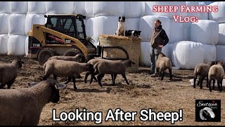 Behind The Scenes: Sheep Care At Ewetopia Farms by Ewetopia Farms 5,892 views 1 month ago 29 minutes