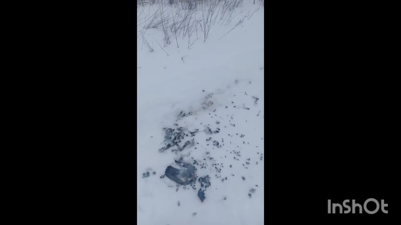 Вот почему страдают дикие Зайцы и не только Косули 🦌 от Воронов 🤝 Особенно Зимой 