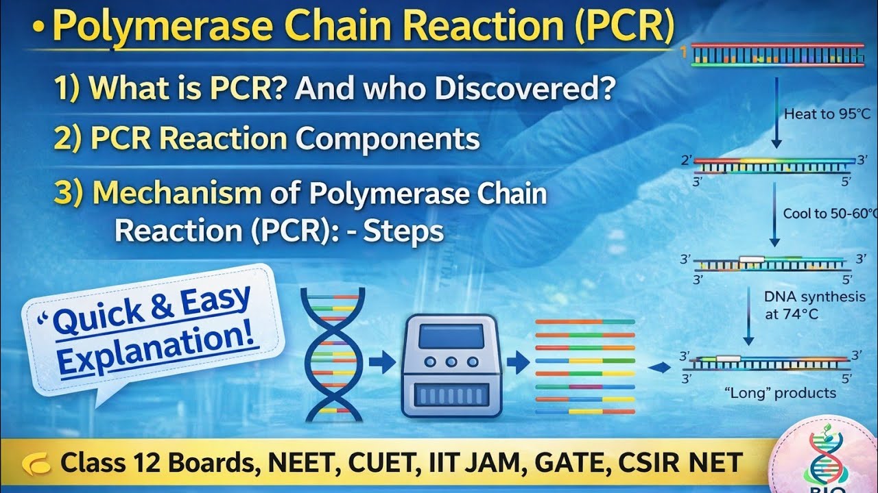 || PCR || Polymerase Chain Reaction Explained | Principle, Steps ...