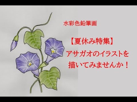 色鉛筆画A4瑠璃の瞳と朝顔 水彩色鉛筆画】アサガオのイラストを描いて楽しもう！ Let's enjoy