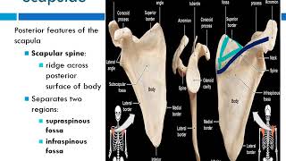 Chapter 8:  Appendicular Skeleton
