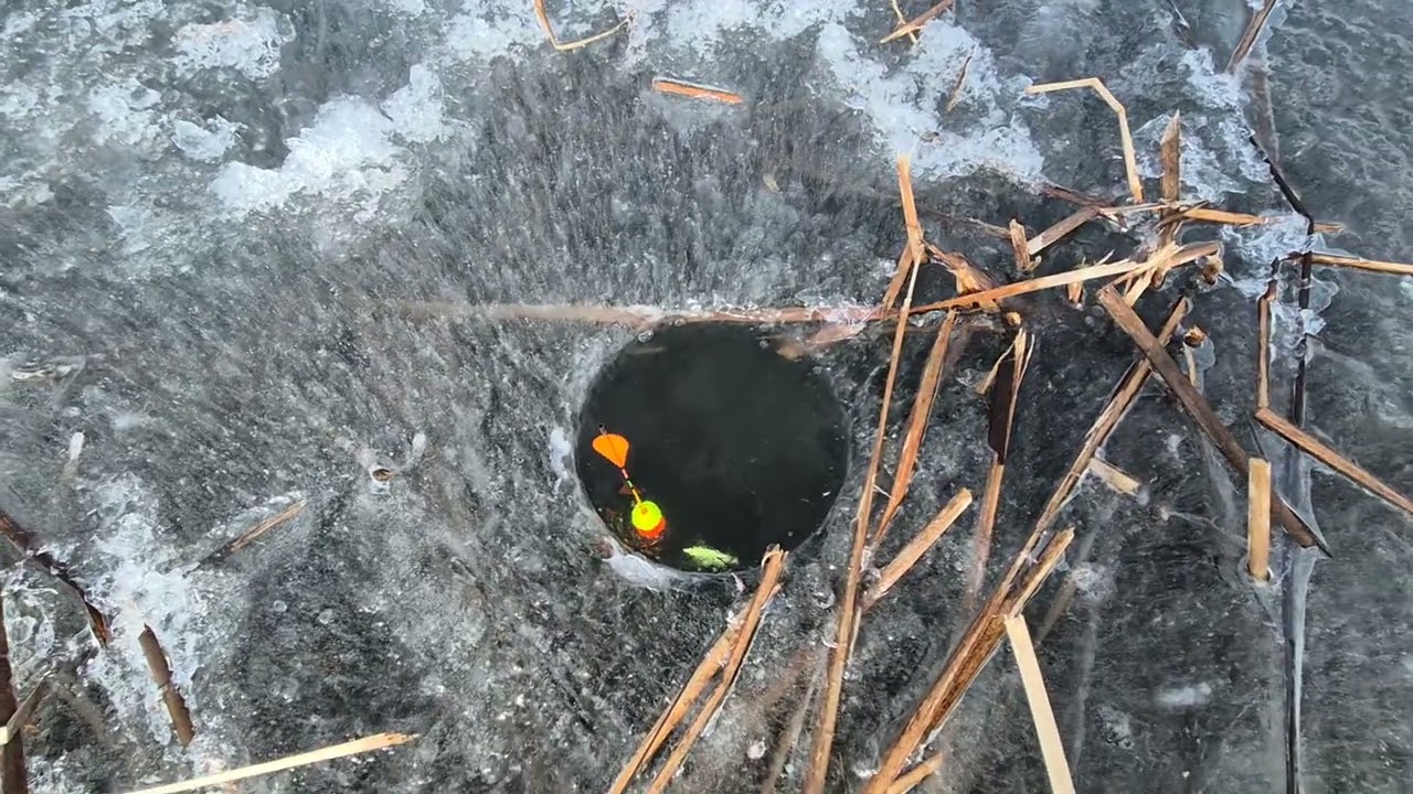 [조황]_ 충남 대호 / 해빙기 얼음낚시 기대됩니다.