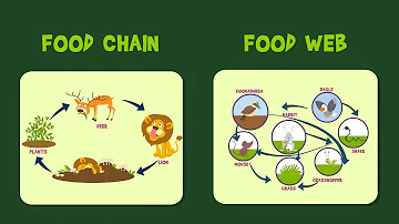 Food Chain | Food Web | Video for Kids