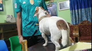 Jack Russel Terrier Dr. Sagirs Pet Clinic 01912251312