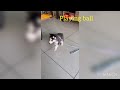 Dog husky playing yellow ball