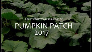 Mike's Pumpkin Patch 2017