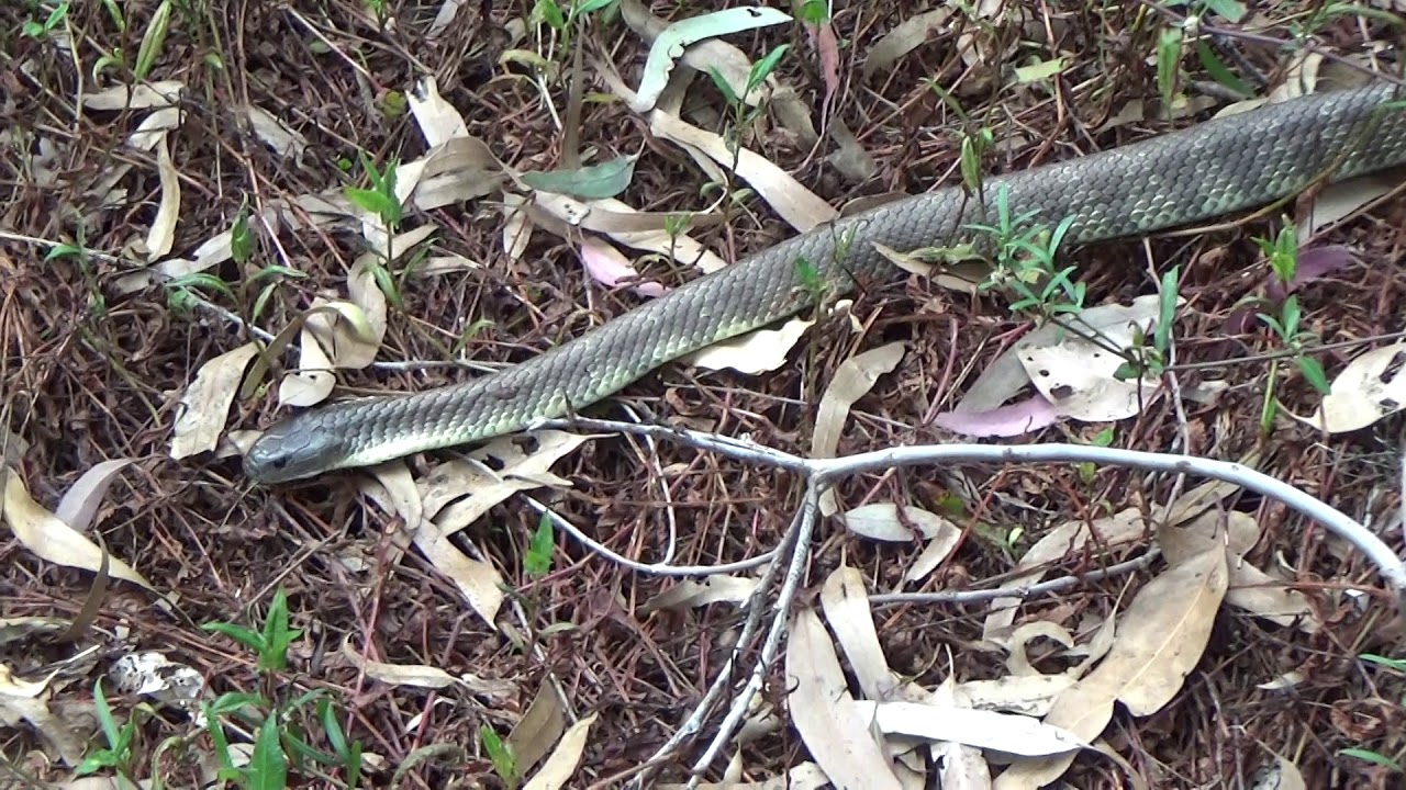 Tiger Snake close Up (& On My Foot)