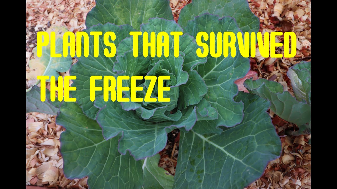 Plants That Survived The Hard Freeze YouTube