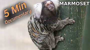 Marmoset - 5 Minute Documentary