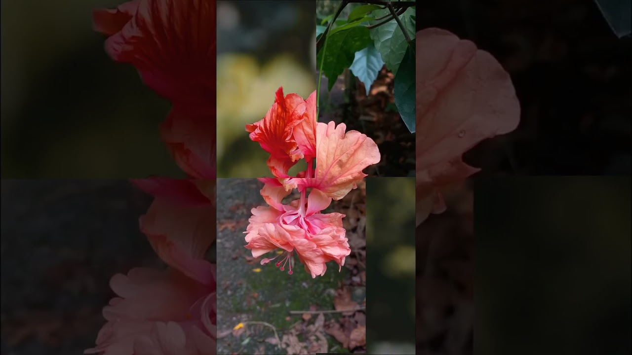 Snapseed Photo editing|Photo Editing malayalam| Snapseed