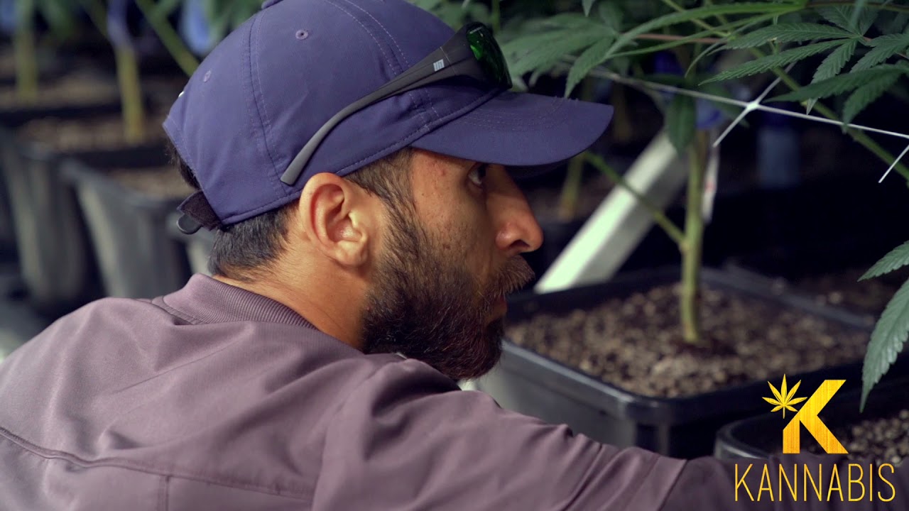 Kannabis - Cultivation (Promo)
