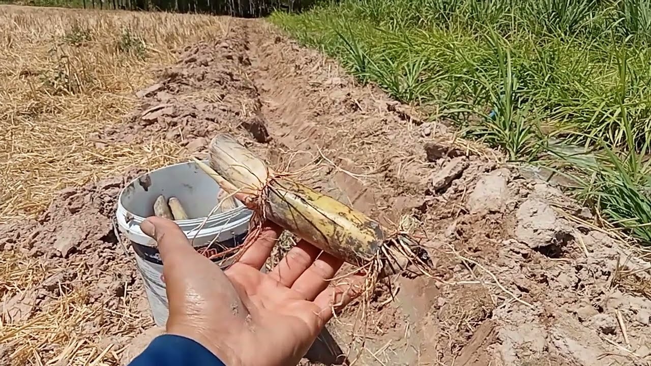 #อ้อยเม็ดขนุน CSB 11-307   อ้อยทนน้ำท่วม ไม่เป็นโรคแซ่ดำ