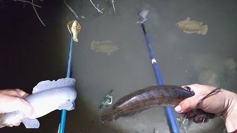 Chích Mấy Cái Mương Vườn Còn Quá Nhiều Cá Ngon | kích cá miền tây