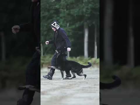 Video: Pelatihan Schutzhund untuk Gembala Jerman