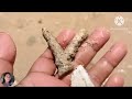 Ang Daming Shell sa Gilid ng Dalampasigan