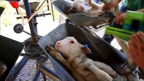 RapIDMatic Applicator demonstration