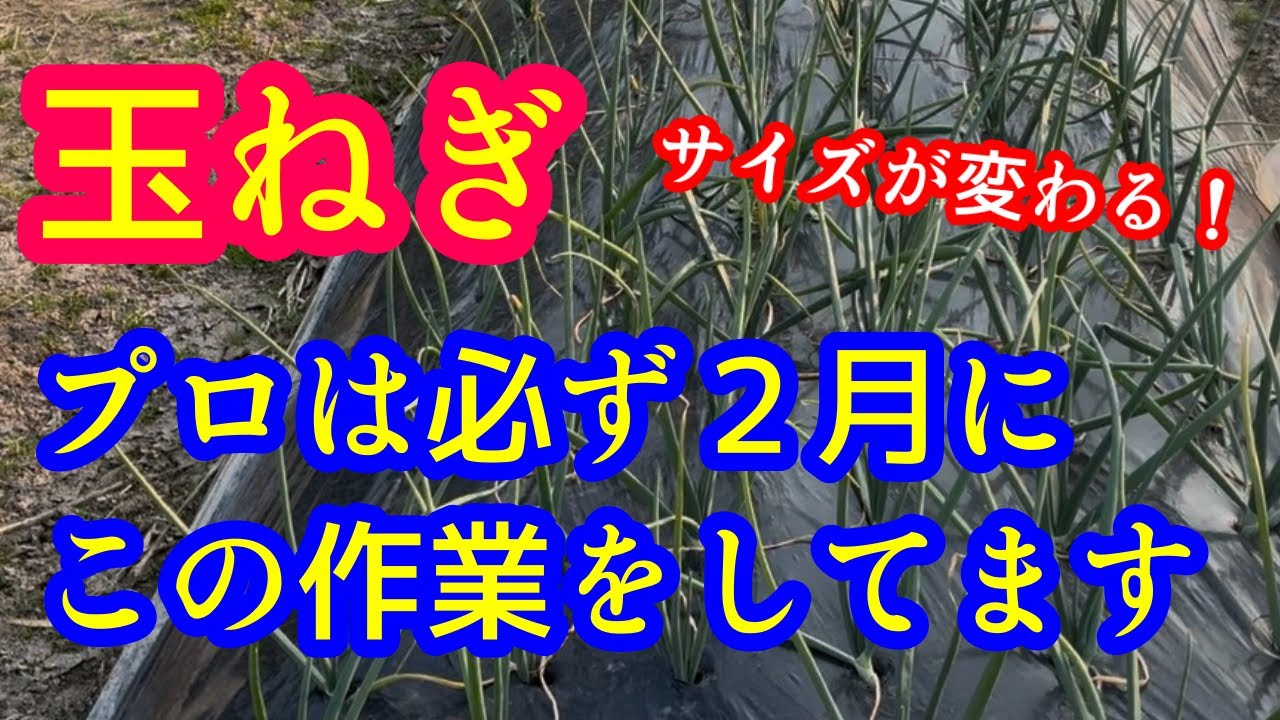 【玉ねぎ】お願い！２月中に必ずこの作業をしておいて下さい。玉が大きくなって保存も良くなります！