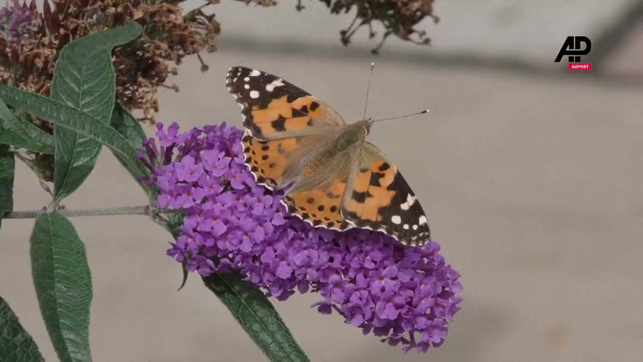 UK butterfly count reveals lowest number on record, with some areas having no sightings at all