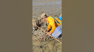 xiệt ếch mùa nước giật quá hay