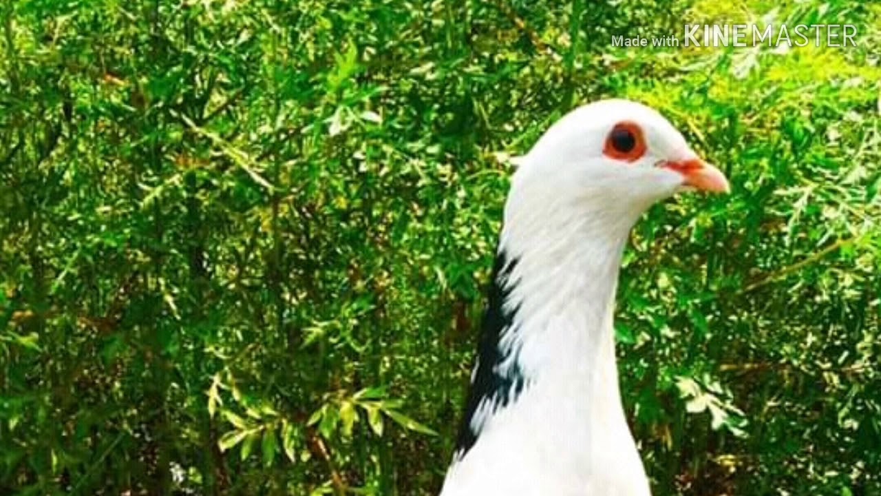 Kumpulan Gambar Burung Merpati Part 1 Youtube