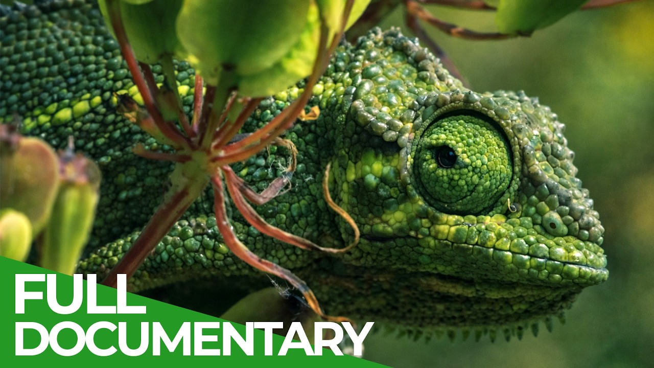 Nature's Greatest Talents: The Ultimate Animal Survival Guide | Free Documentary Nature