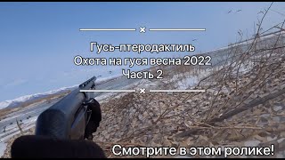 Гусь-птеродактиль / Охота на гуся весна 2022 / часть 2