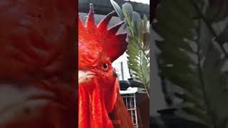 Ayam Edit
nyoba short Ayam Edit