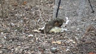 hawk chicken cooper killed