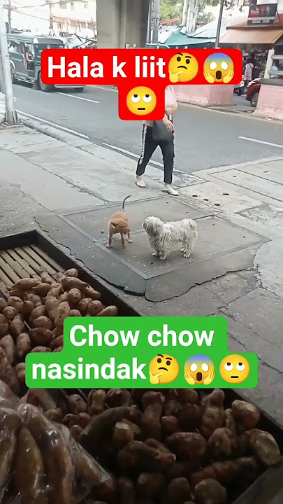 kinulit c Chow chow 🤔😱🙄#viralvideo #trindding #shortvideo