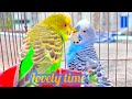 Budgie is experiencing cool weather🦜🦜#birds #birdlovers #budgies #parrot #pets