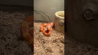 Pets and favorite food #bigmoney #moneymaker #breakingnews #2026short #food