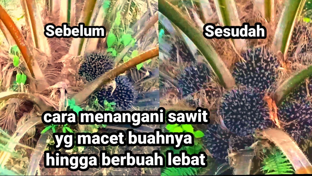 CARA MENGATASI SAWIT YANG TIDAK BERBUAH AGAR BERBUAH LEBAT.