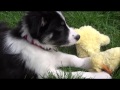 10 week old Border Collie puppy - Tricks and Training