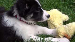 10 week old Border Collie puppy - Tricks and Training