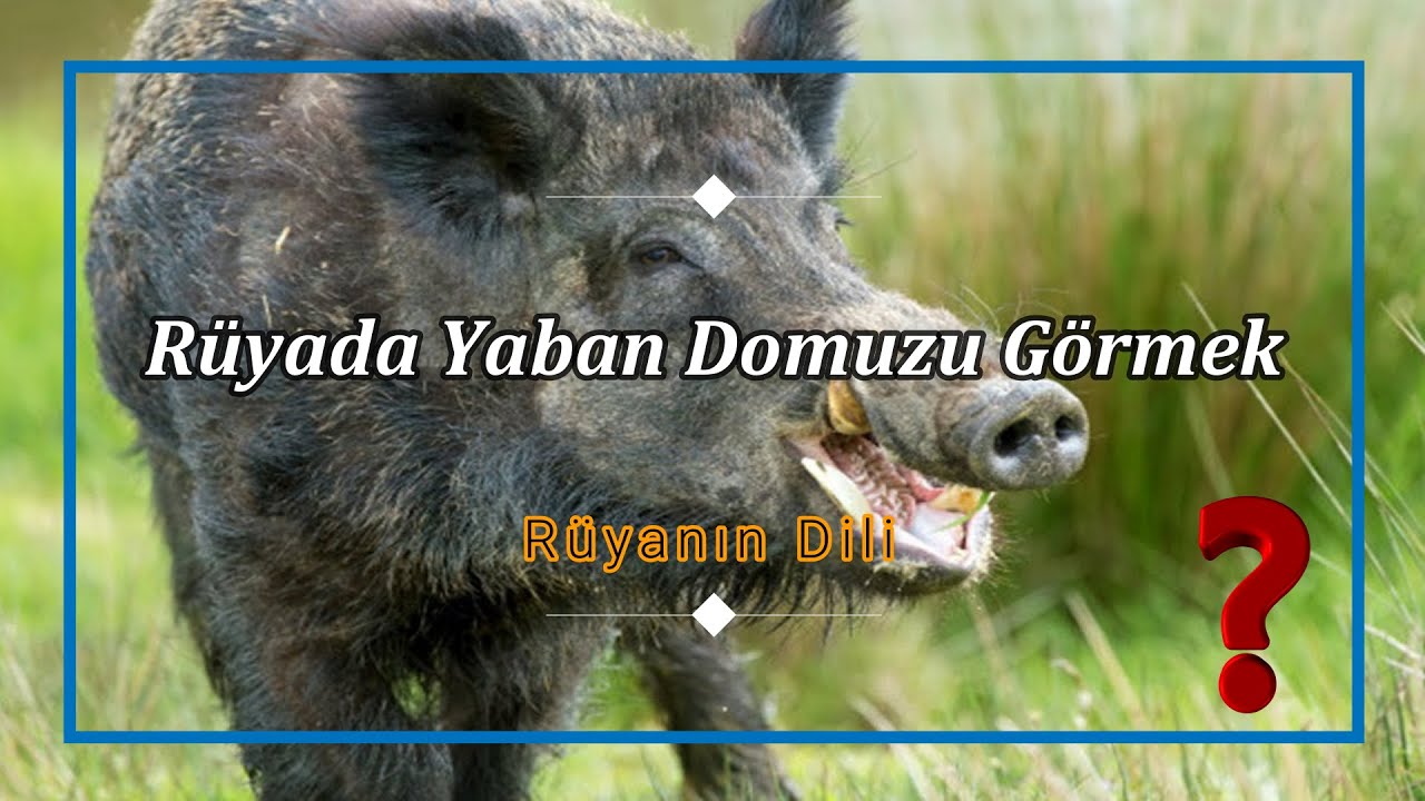 RÜYADA YABAN DOMUZU GÖRMEK (rüya tabiri) - YouTube