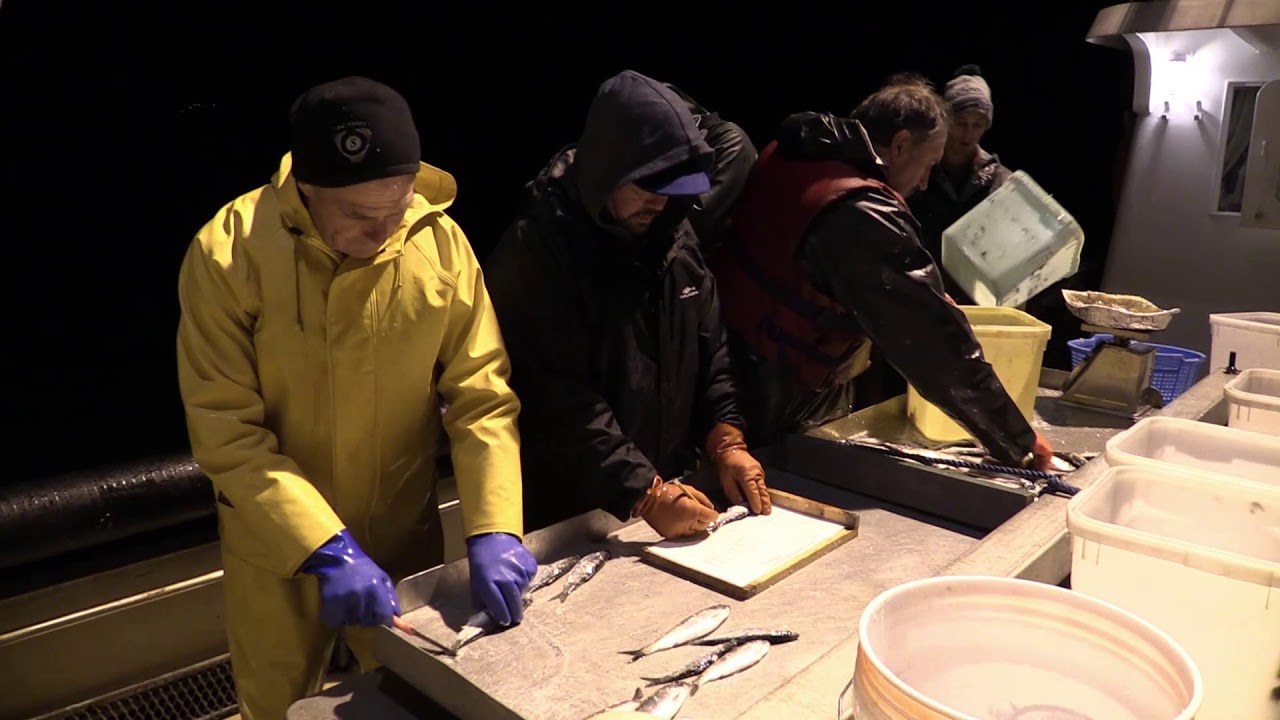 Search for silver: Aboard a commercial herring fishing boat