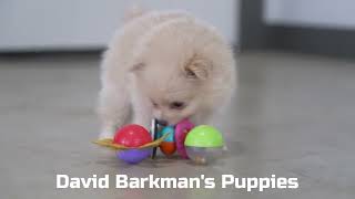 David Barkman's Pomeranian Puppies