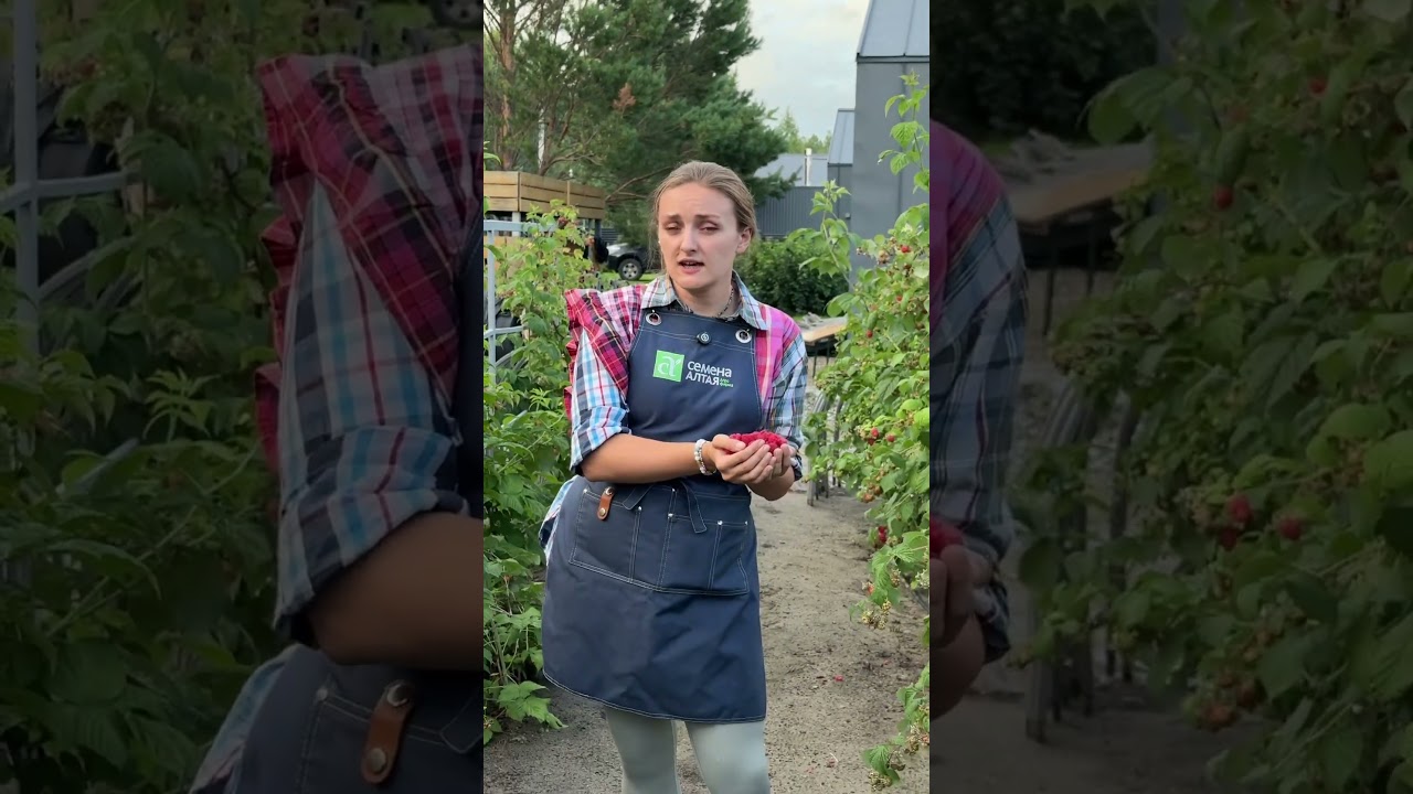 Как получать много малины?