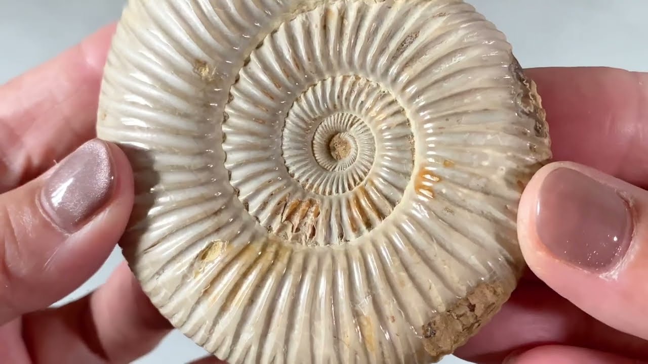 アンモナイト ペリスフィンクテス 1997｜Ammonite Perisphinctes