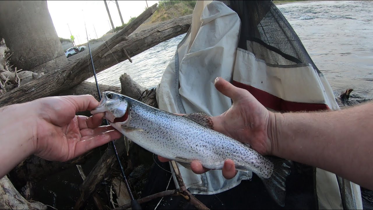 Cutthroat Trout Willamette River Eugene OR